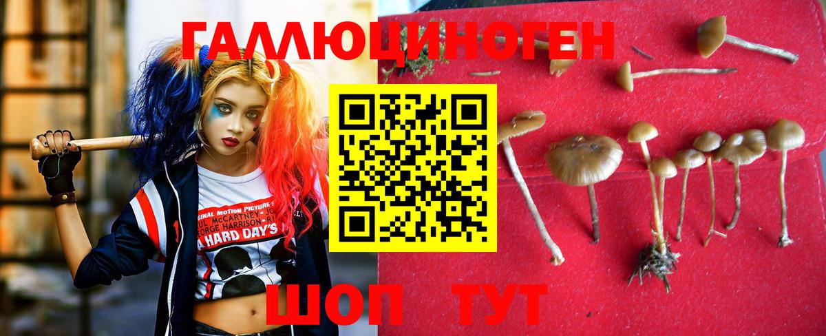 Галлюциногенные грибы Cubensis  где можно купить наркотик  Светлоград  Псилоцибиновые грибы мицелий  Вход с VPN 